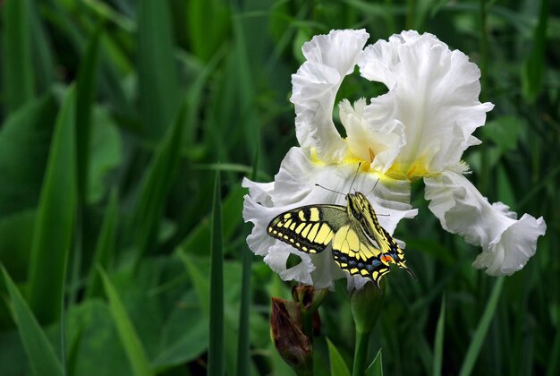 Borboleta monarca em uma flor-leão no céu