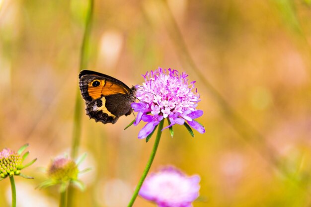 Borboleta monarca em uma flor rosa com caule verde.