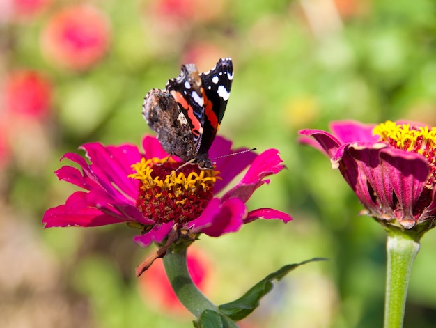 Borboleta monarca em uma flor rosa