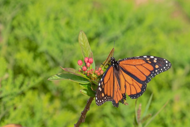 Borboleta monarca ou monarca (Danaus plexippus) Málaga, Espanha