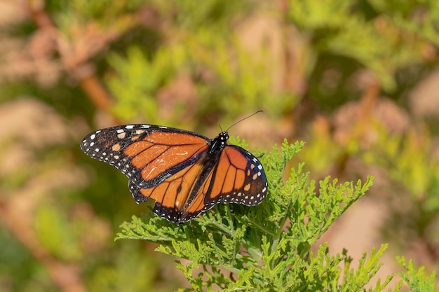 Borboleta monarca ou monarca (Danaus plexippus) Málaga, Espanha