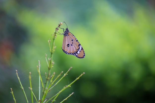 Borboleta monarca