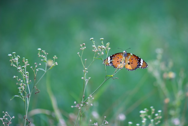 Borboleta monarca