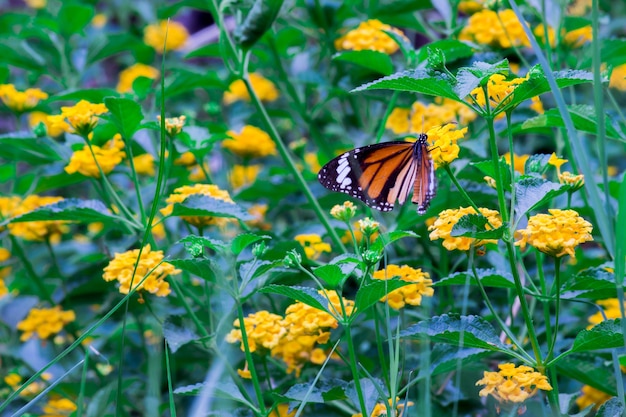 Borboleta monarca