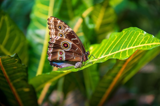 borboleta morfo azul sentada em uma folha