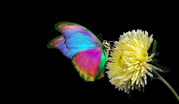 Foto borboleta morfo tropical colorida em flor de áster amarelo isolada em preto