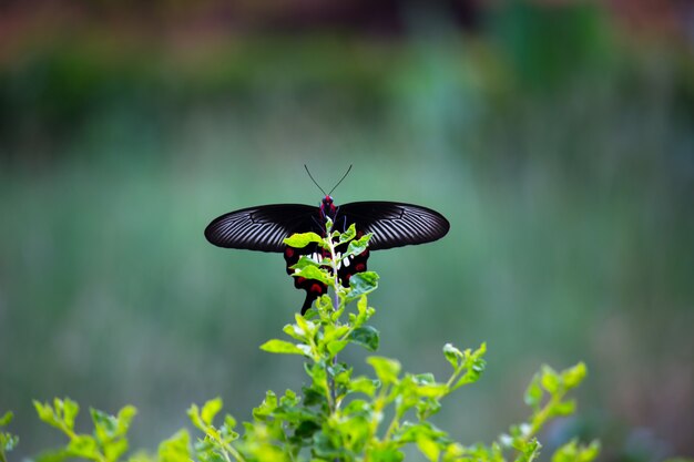 Borboleta Mórmon na planta