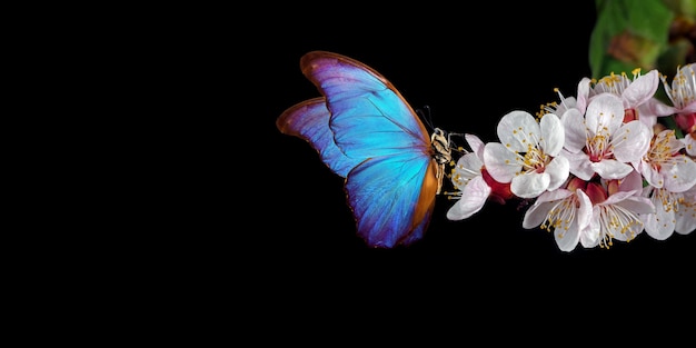 Borboleta morpho azul brilhante em flores brancas da primavera. ramo de flor de damasco isolado no preto. copie o espaço