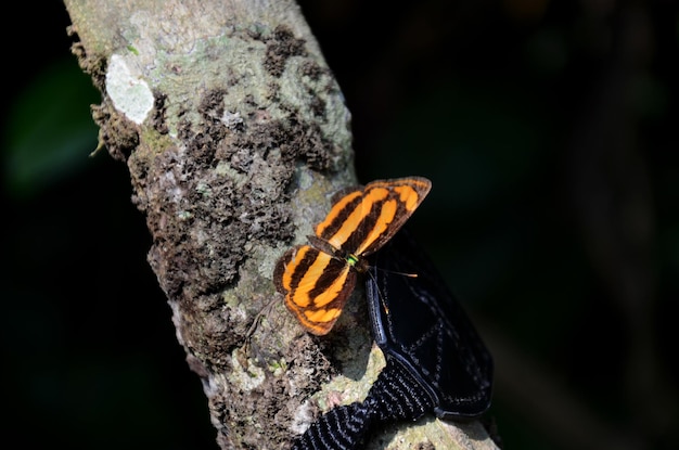 borboleta na árvore