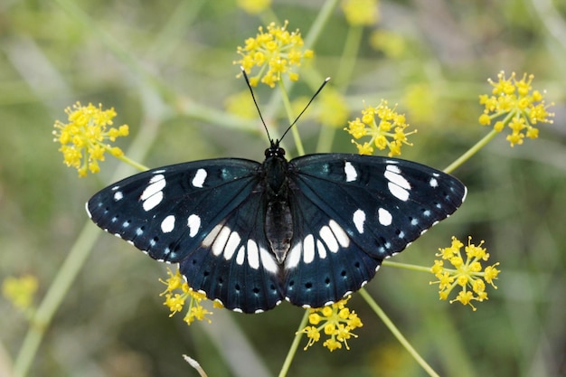 borboleta na flor amarela