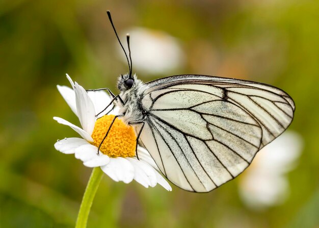 Borboleta na flor colorida na natureza Nome científico Aporia crataegi