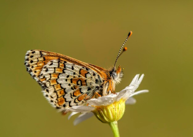 Borboleta na flor colorida na natureza.