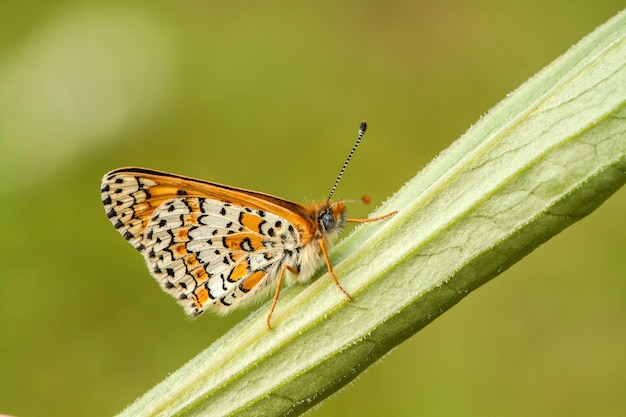 Borboleta na flor colorida na natureza.