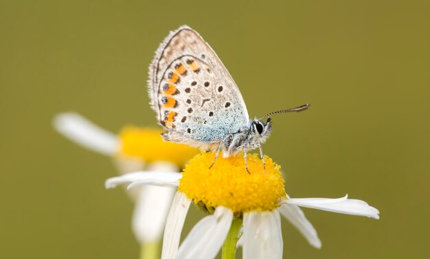 Borboleta na flor colorida na natureza.