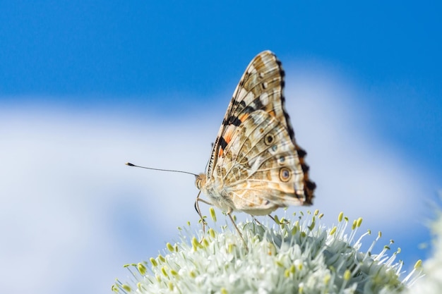 Borboleta na flor da flor em verde naturex9