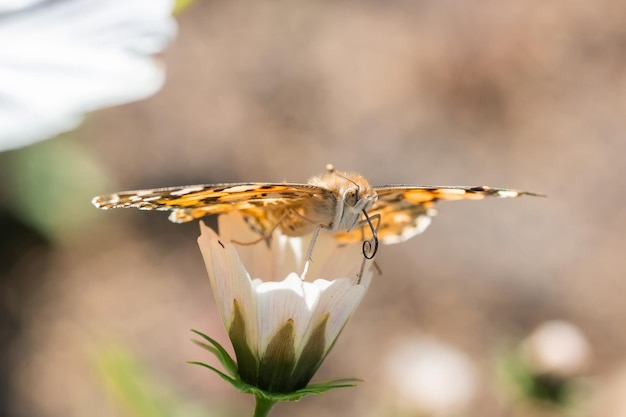 Borboleta na flor da flor na natureza verde