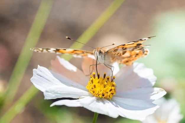 Borboleta na flor da flor na natureza verde