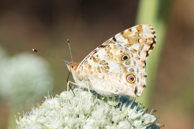 Borboleta na flor da flor na natureza verde