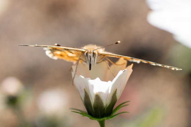 Borboleta na flor da flor na natureza verde