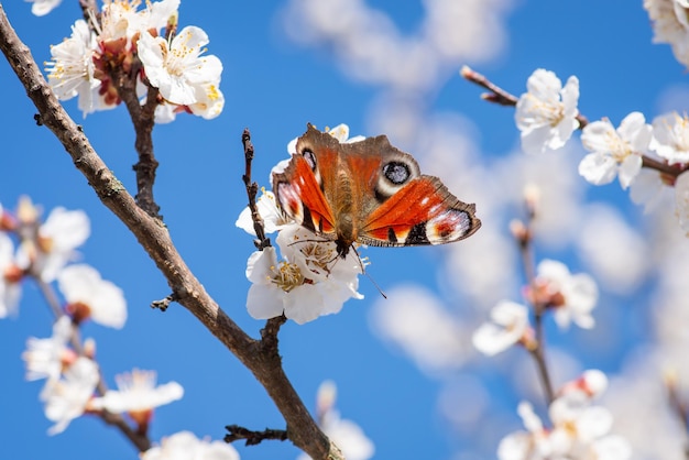 Borboleta na flor de damasco contra o céu azul