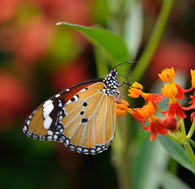 Borboleta na flor de laranjeira