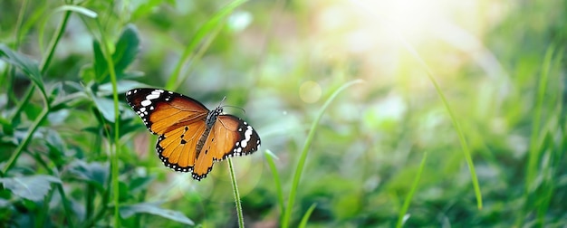 borboleta na flor e sol natureza vista panorâmica Paisagem natural de verão com espaço de cópia