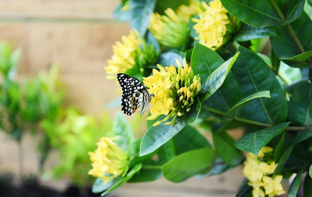 Borboleta na flor ixora amarelo que floresce no fundo de madeira do jardim no dia ensolarado de verão brilhante