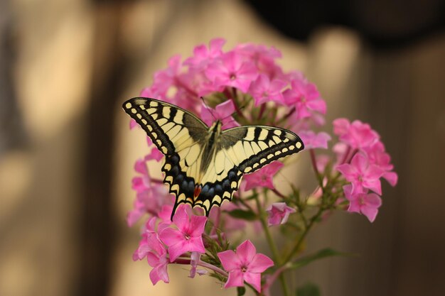 Borboleta na flor no jardim