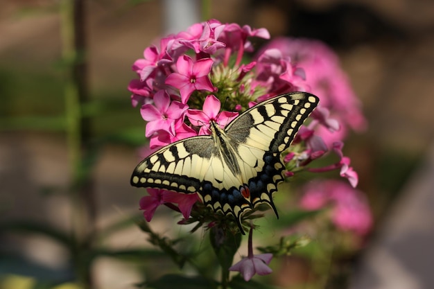 Borboleta na flor no jardim