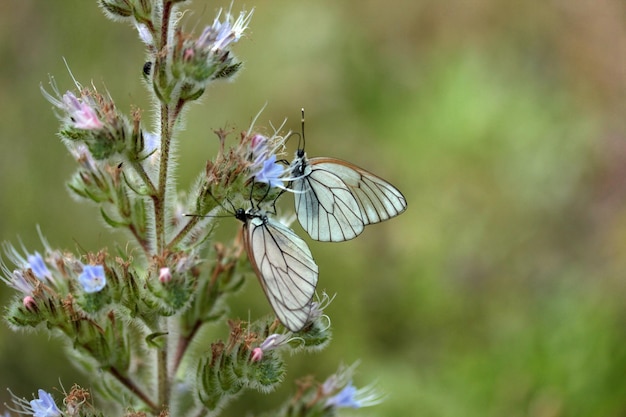 Borboleta na flor selvagem Viper's Bugloss Echium vulgare