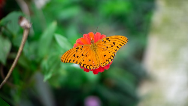 Borboleta na flor vermelha