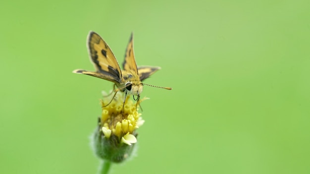 borboleta na flor