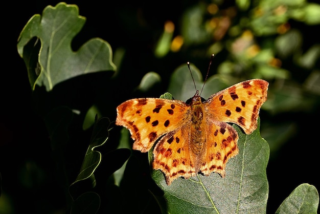 Foto borboleta na flor