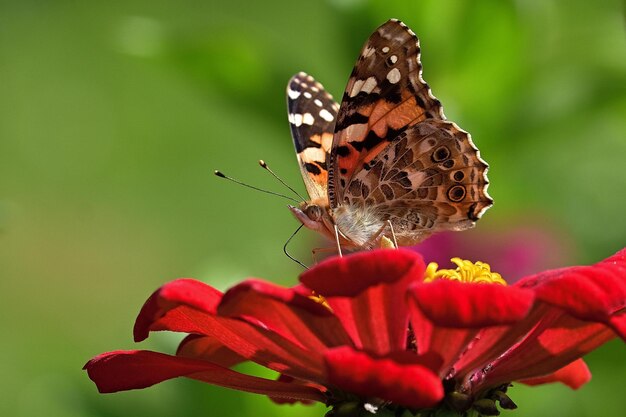 borboleta na flor