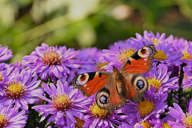 borboleta na flor