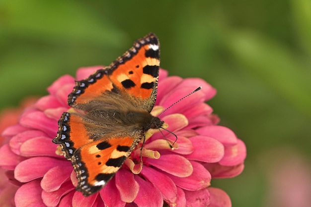 borboleta na flor