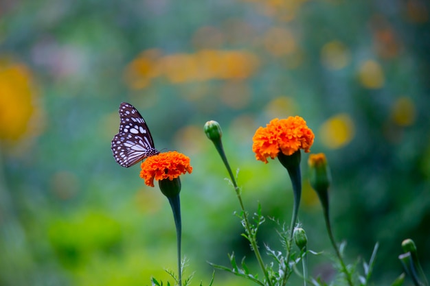 Borboleta na flor