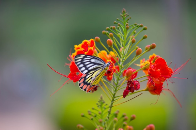 Borboleta na flor