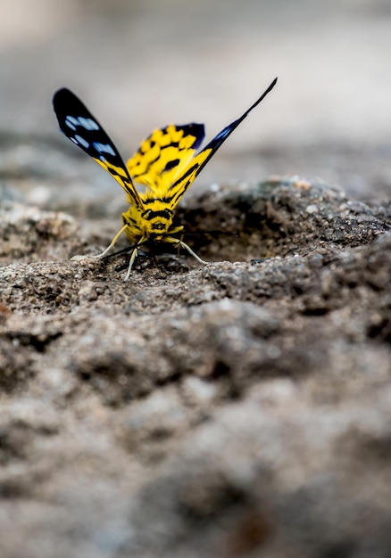 Borboleta na floresta, inseto e animal