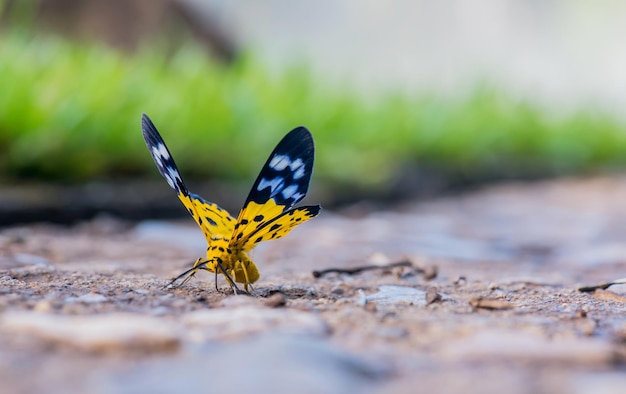 Borboleta na floresta, inseto e animal