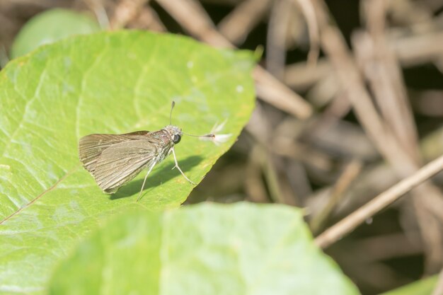 Borboleta na folha