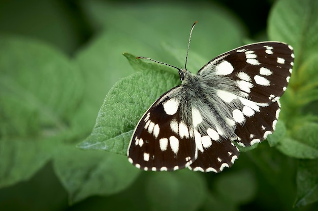 Borboleta na folha