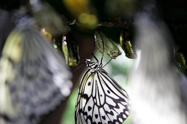 Foto borboleta na folha