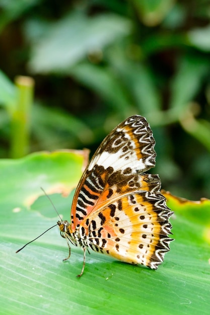 Foto borboleta na folha