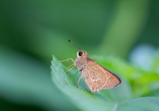 Borboleta na folha