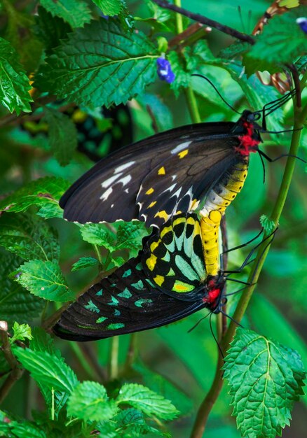 Foto borboleta na folha