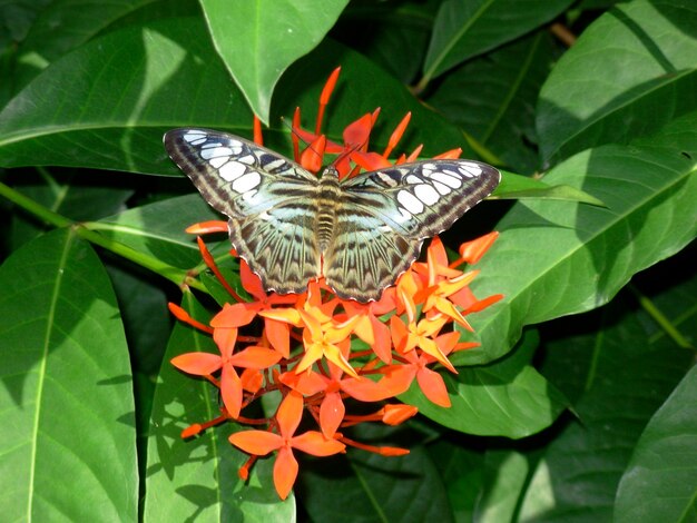 Foto borboleta na folha