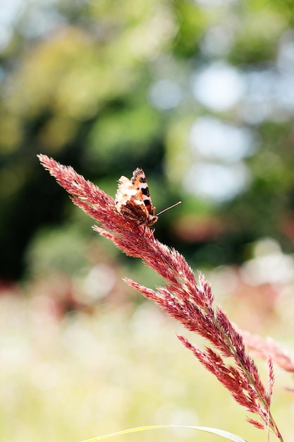 Borboleta na grama em dia de verão