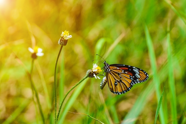 Borboleta na grama, foco seletivo