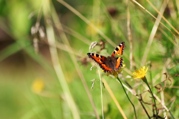 Borboleta na grama